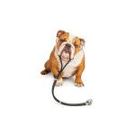 Royal Canin Veterinary Diets Dog Food 獸醫配方狗糧